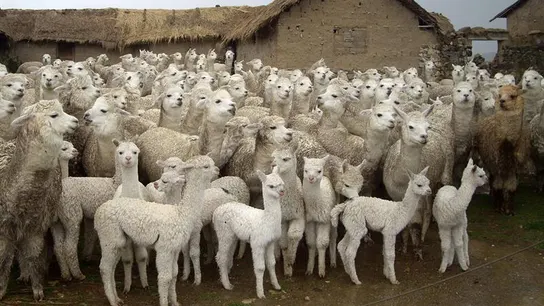 Imagen de decenas de centenares de alpacas Imagen de decenas de centenares de alpacas
