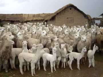 Imagen de decenas de centenares de alpacas Imagen de decenas de centenares de alpacas