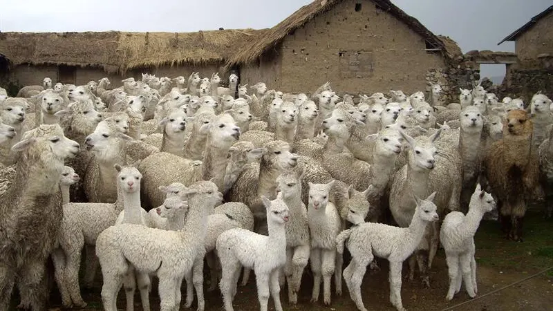 Imagen de decenas de centenares de alpacas