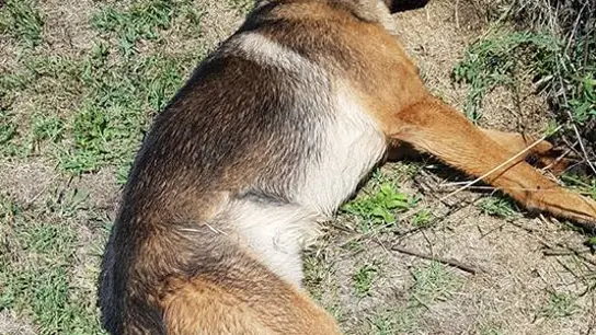 Kaos, el perro que se convirtió en un héroe en el terremoto de Italia Kaos, el perro que se convirtió en un héroe en el terremoto de Italia