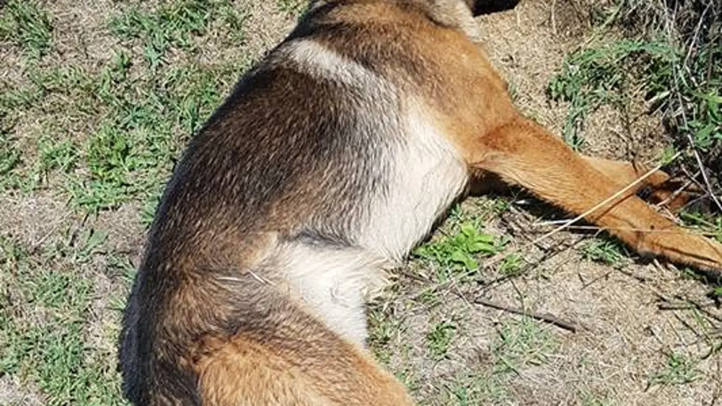 Kaos, el perro que se convirtió en un héroe en el terremoto de Italia Kaos, el perro que se convirtió en un héroe en el terremoto de Italia