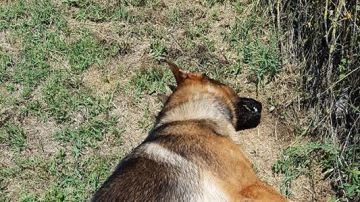 Kaos, el perro que se convirtió en un héroe en el terremoto de Italia