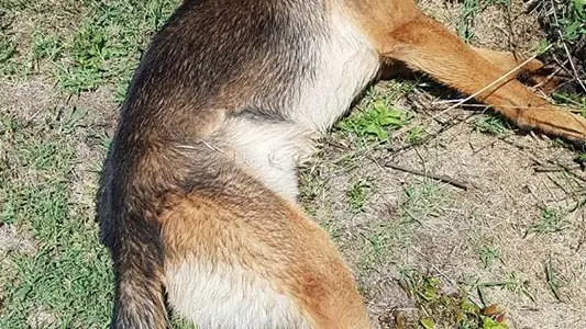 Kaos, el perro que se convirtió en un héroe en el terremoto de Italia