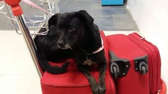 Piny, la perrita perdida en Barajas