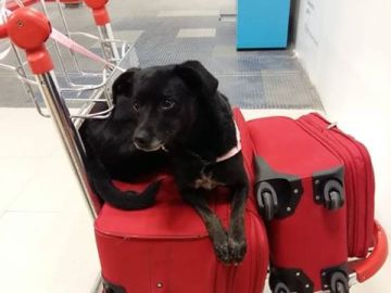 Piny, la perrita perdida en Barajas Piny, la perrita perdida en Barajas