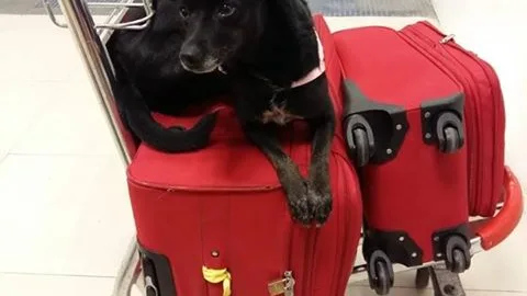 Piny, la perrita perdida en Barajas