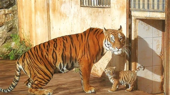 Tigre de Bengala Tigre de Bengala