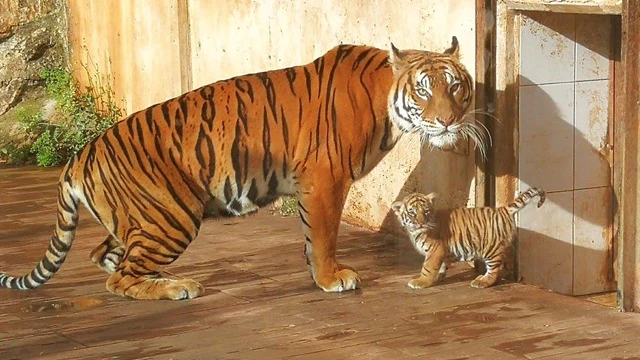 Tigre de Bengala