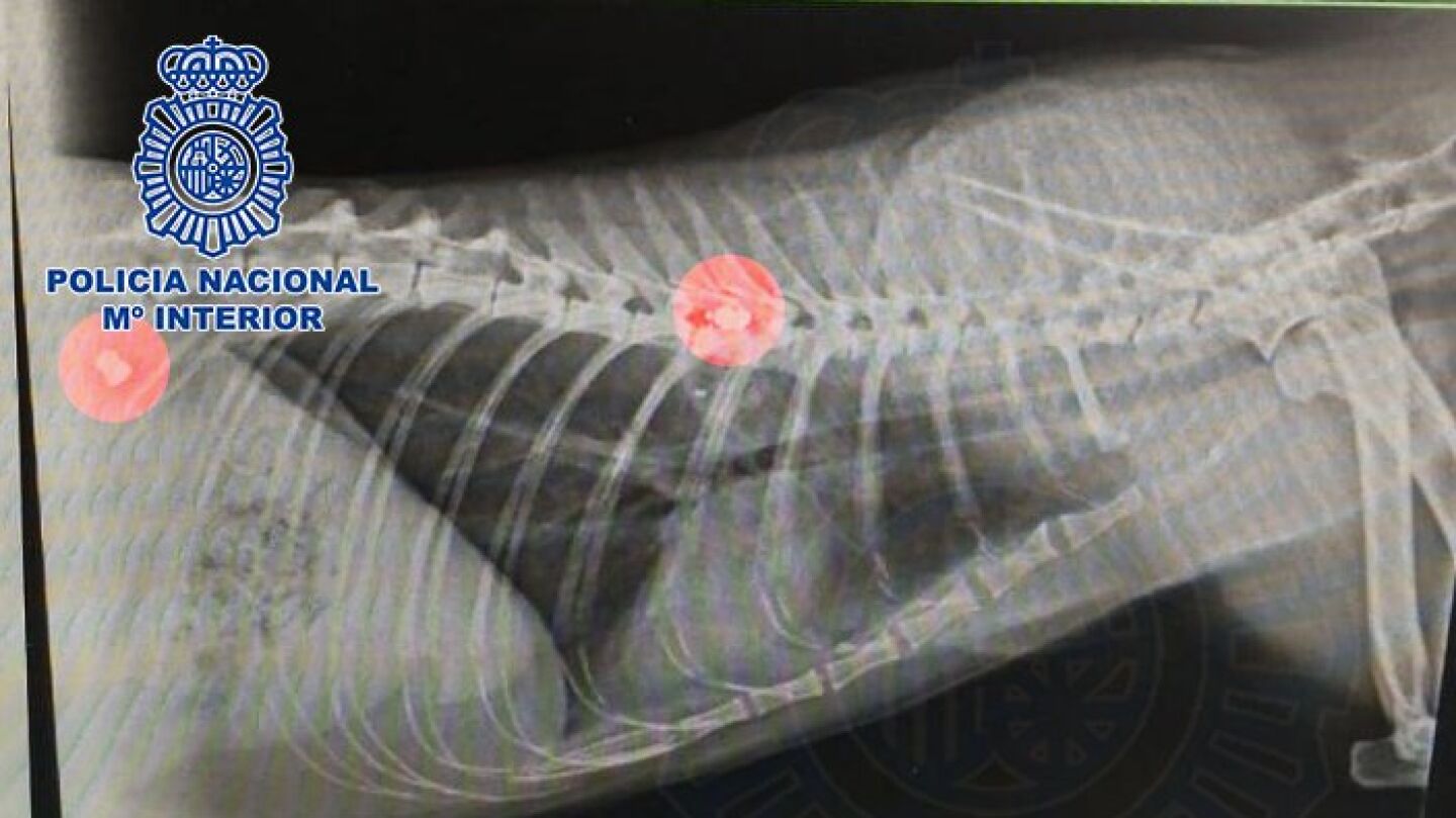 Una gata fallece por los impactos de una escopeta de aire comprimido