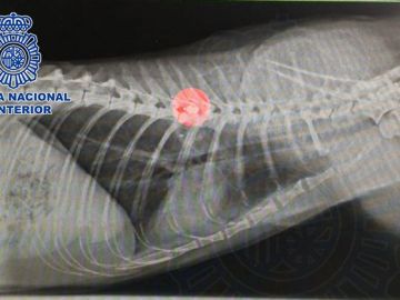 Una gata fallece por los impactos de una escopeta de aire comprimido Una gata fallece por los impactos de una escopeta de aire comprimido