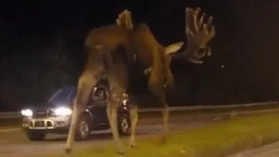 Imagen del alce gigante en una carretera de Alaska Imagen del alce gigante en una carretera de Alaska