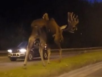 Imagen del alce gigante en una carretera de Alaska Imagen del alce gigante en una carretera de Alaska