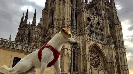 Pipper, el perro turista Pipper, el perro turista