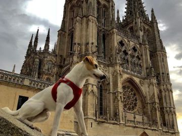 Pipper, el perro turista Pipper, el perro turista