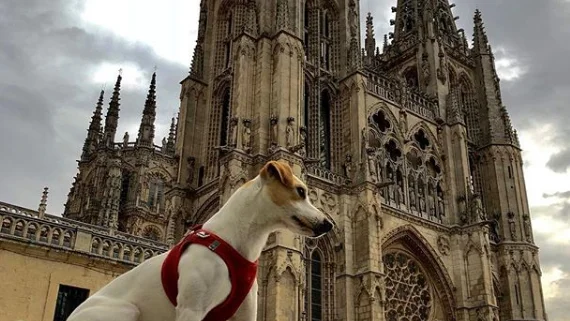 Pipper, el perro turista