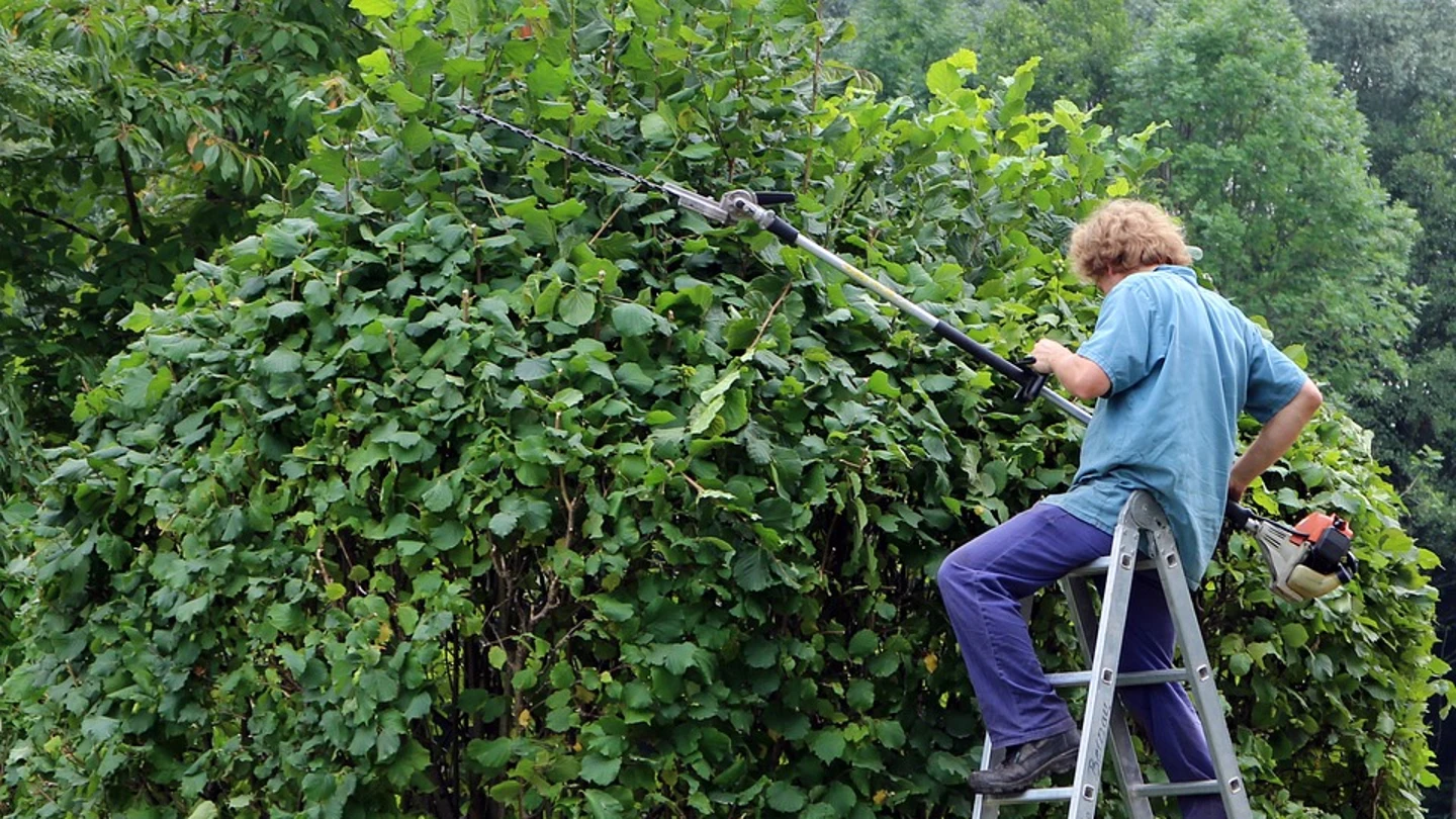 Cómo podar árboles frutales correctamente: el error que debes evitar según expertos Cómo podar árboles frutales correctamente: el error que debes evitar según expertos