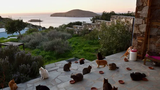 Gatos en la isla de Siros Gatos en la isla de Siros