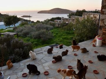 Gatos en la isla de Siros Gatos en la isla de Siros