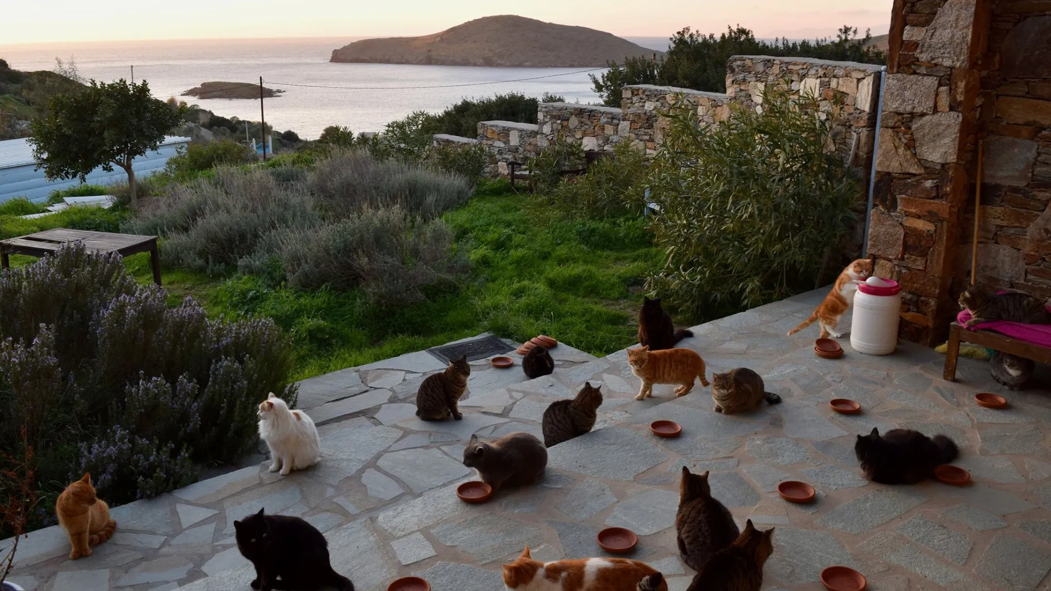 Gatos en la isla de Siros