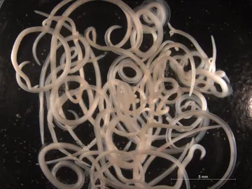 Anisakis Anisakis
