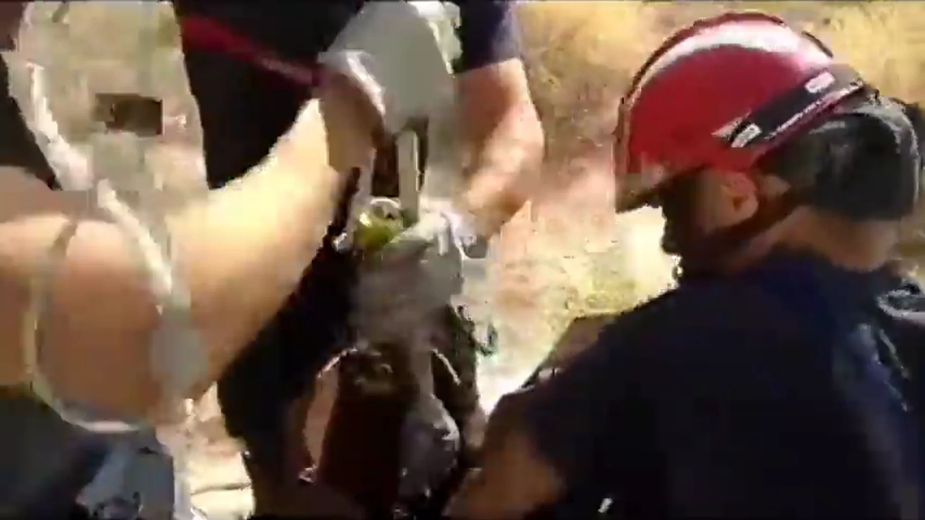 Rescatan a unos cachorros que fueron arrojados a una tubería en Murcia