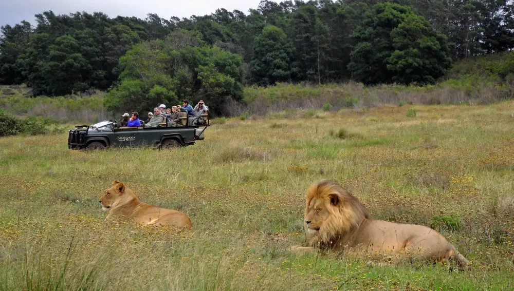 Safari. Sudáfrica