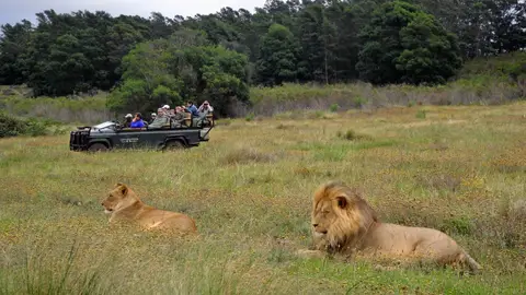 Safari. Sudáfrica Razones por las que viajar a Sudáfrica