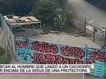Buscan al hombre que lanzó a un cachorro por encima de la verja de una protectora Buscan al hombre que lanzó a un cachorro por encima de la verja de una protectora
