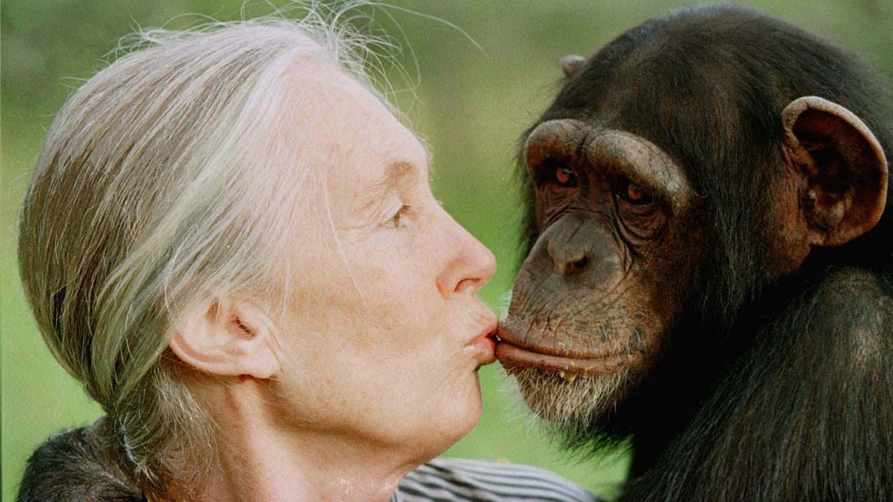 Muere Jane Goodall a los 91 años, experta en primates y defensora de los animales