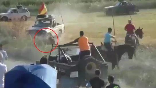 Atropello mortal a un toro en Guadalajara Atropello mortal a un toro en Guadalajara