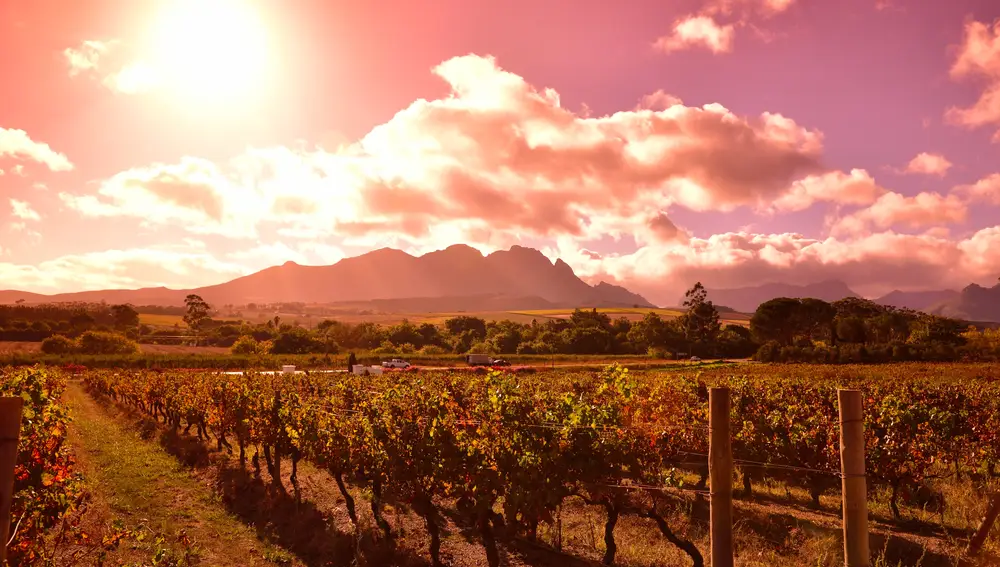 Stellenbosch. Ruta del Vino