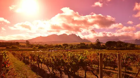 Stellenbosch. Ruta del Vino Razones por las que viajar a Sudáfrica