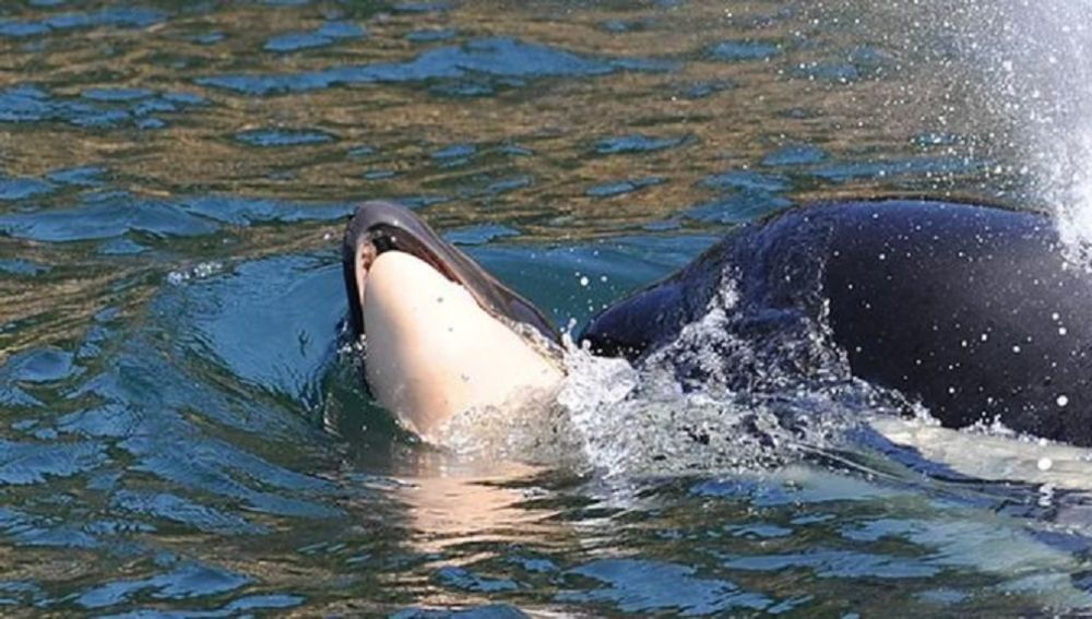 Imagen de la orca que arrastró a su cría muerta durante 17 días en aguas del Pacífico