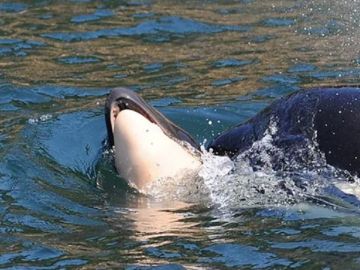 Imagen de la orca que arrastró a su cría muerta durante 17 días en aguas del Pacífico Imagen de la orca que arrastró a su cría muerta durante 17 días en aguas del Pacífico