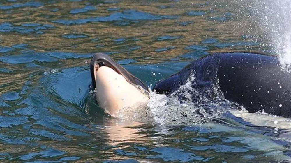 Imagen de la orca que arrastró a su cría muerta durante 17 días en aguas del Pacífico