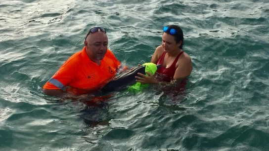 Protección Civil rescata una cría de delfín en La Manga Protección Civil rescata una cría de delfín en La Manga