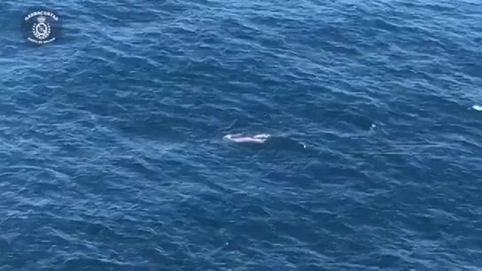 Una ballena ha sido avistada con su cría frente a la costa de Corrubedo, una parroquia del municipio de coruñes de Ribeira. Una ballena ha sido avistada con su cría frente a la costa de Corrubedo, una parroquia del municipio de coruñes de Ribeira.