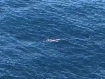 Una ballena ha sido avistada con su cría frente a la costa de Corrubedo, una parroquia del municipio de coruñes de Ribeira. Una ballena ha sido avistada con su cría frente a la costa de Corrubedo, una parroquia del municipio de coruñes de Ribeira.