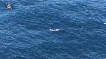 Una ballena ha sido avistada con su cría frente a la costa de Corrubedo, una parroquia del municipio de coruñes de Ribeira.