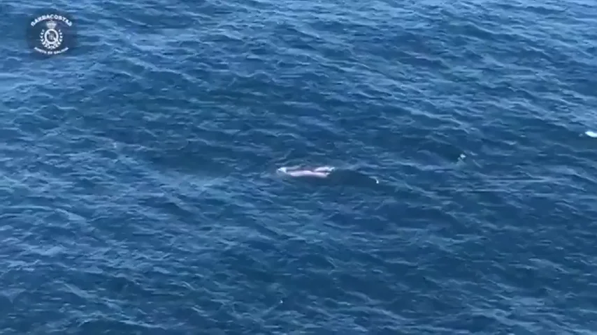 Una ballena ha sido avistada con su cría frente a la costa de Corrubedo, una parroquia del municipio de coruñes de Ribeira.