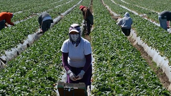 Un grupo de temporeras de la fresa durante una jornada de trabajo Un grupo de temporeras de la fresa durante una jornada de trabajo
