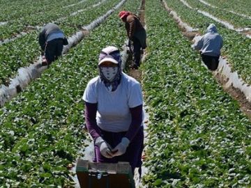 Un grupo de temporeras de la fresa durante una jornada de trabajo Un grupo de temporeras de la fresa durante una jornada de trabajo