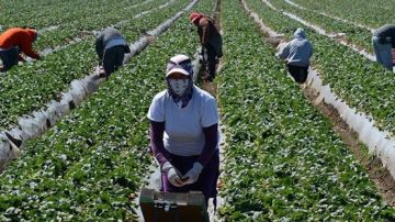 Un grupo de temporeras de la fresa durante una jornada de trabajo