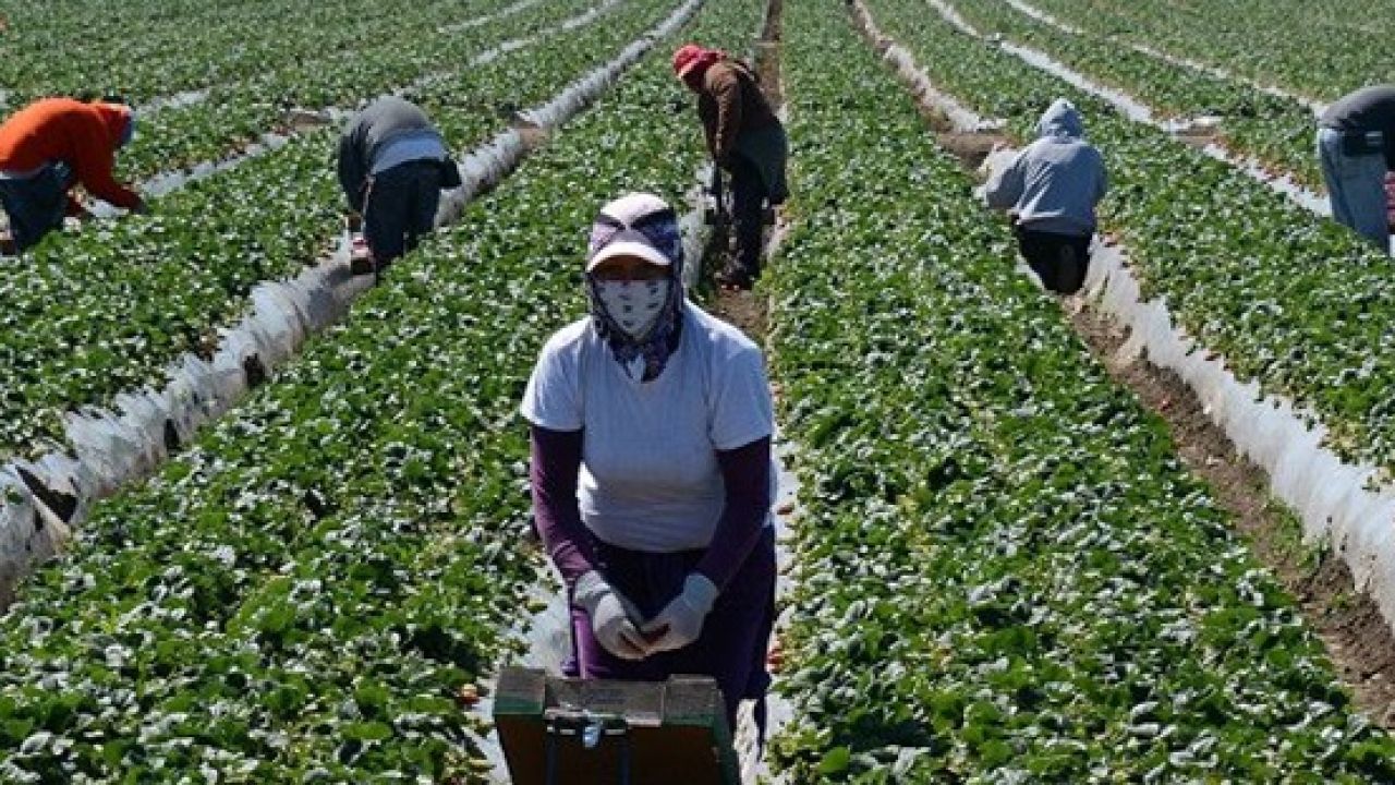 Los Parados Con Subsidio Podran Trabajar En El Campo Durante La Crisis Del Coronavirus