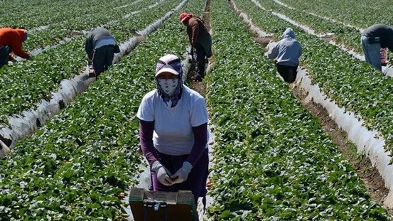 Un grupo de temporeras de la fresa durante una jornada de trabajo