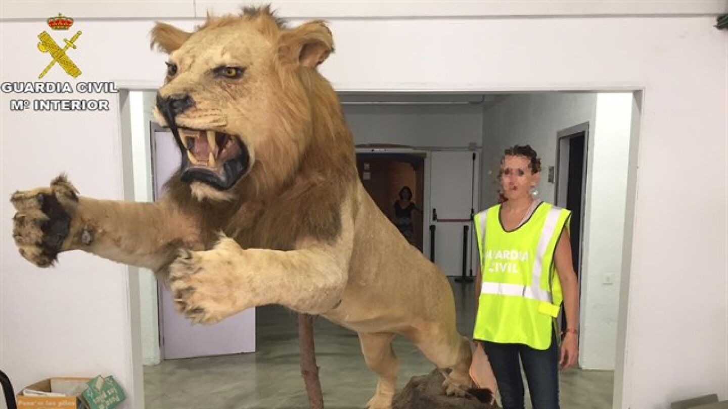 Le&oacute;n disecado encontrado por la Guardia Civil en Castelldefels