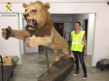 León disecado encontrado por la Guardia Civil en Castelldefels León disecado encontrado por la Guardia Civil en Castelldefels