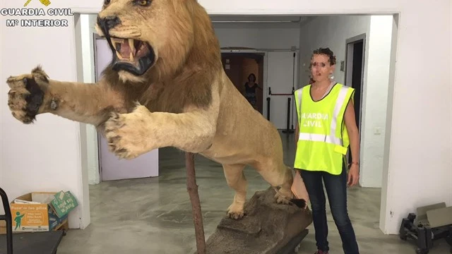 León disecado encontrado por la Guardia Civil en Castelldefels