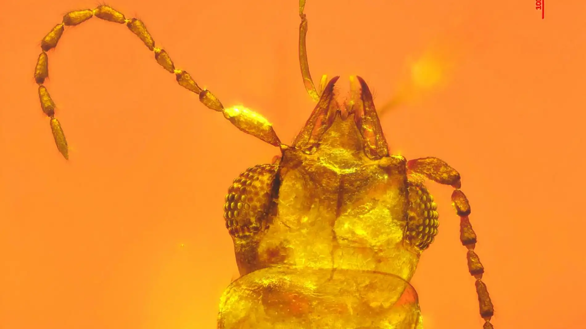 Un escarabajo atrapado en ambar revela que ya polinizaba cicadas en el Jurasico