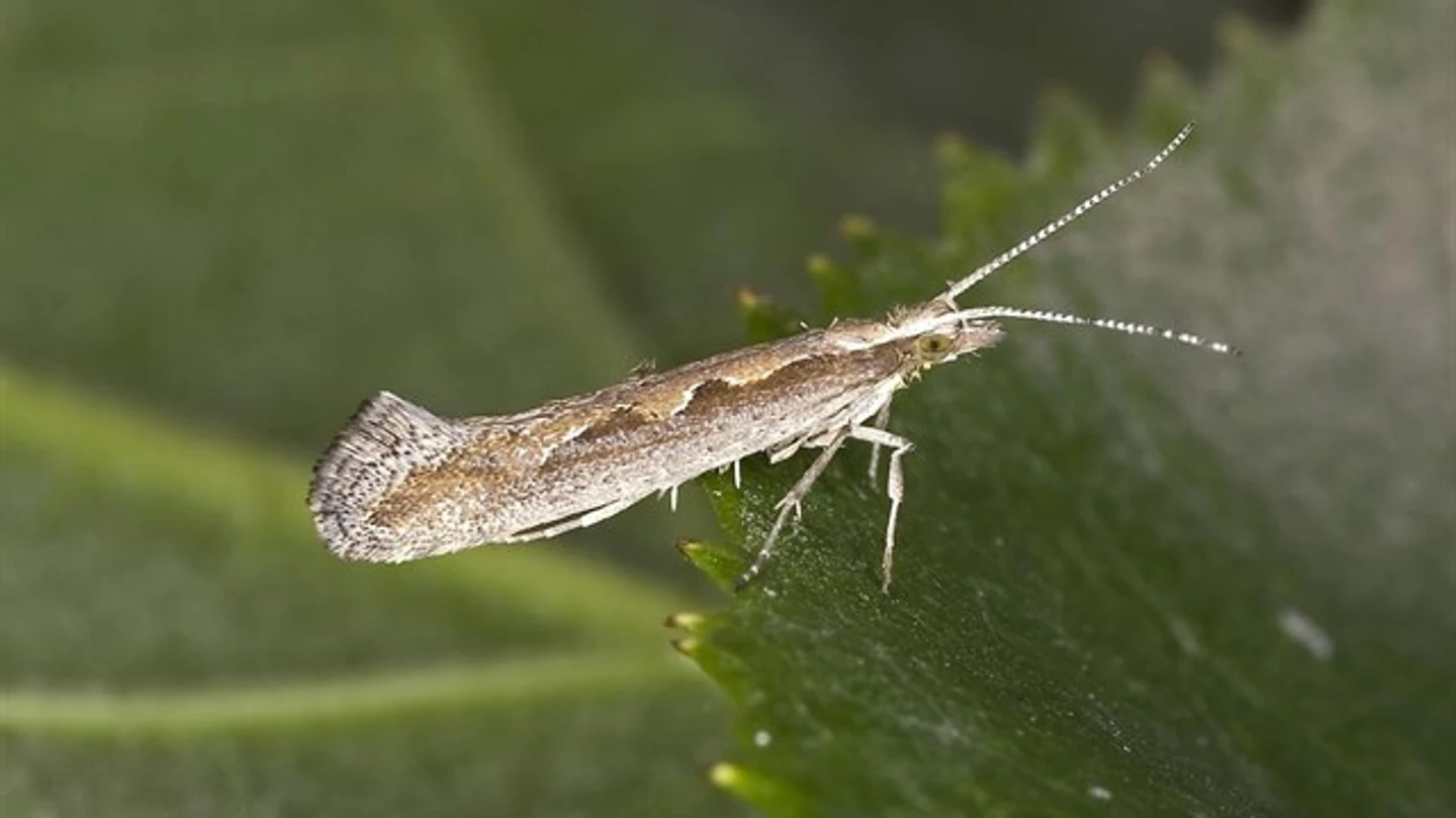 Polilla moteada o 'polilla de Darwin' Polilla moteada o 'polilla de Darwin'